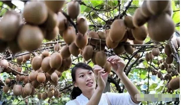 0个国产猕猴桃干不过1个新西兰奇异果，冤不冤？"/