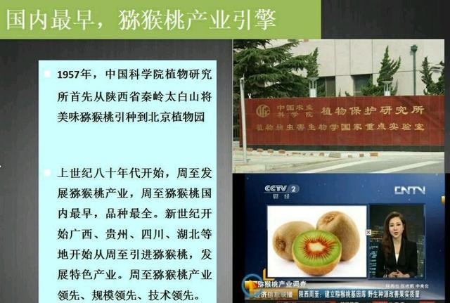 中国最大的猕猴桃种植基地周至和眉县，哪个才是猕猴桃乡？
